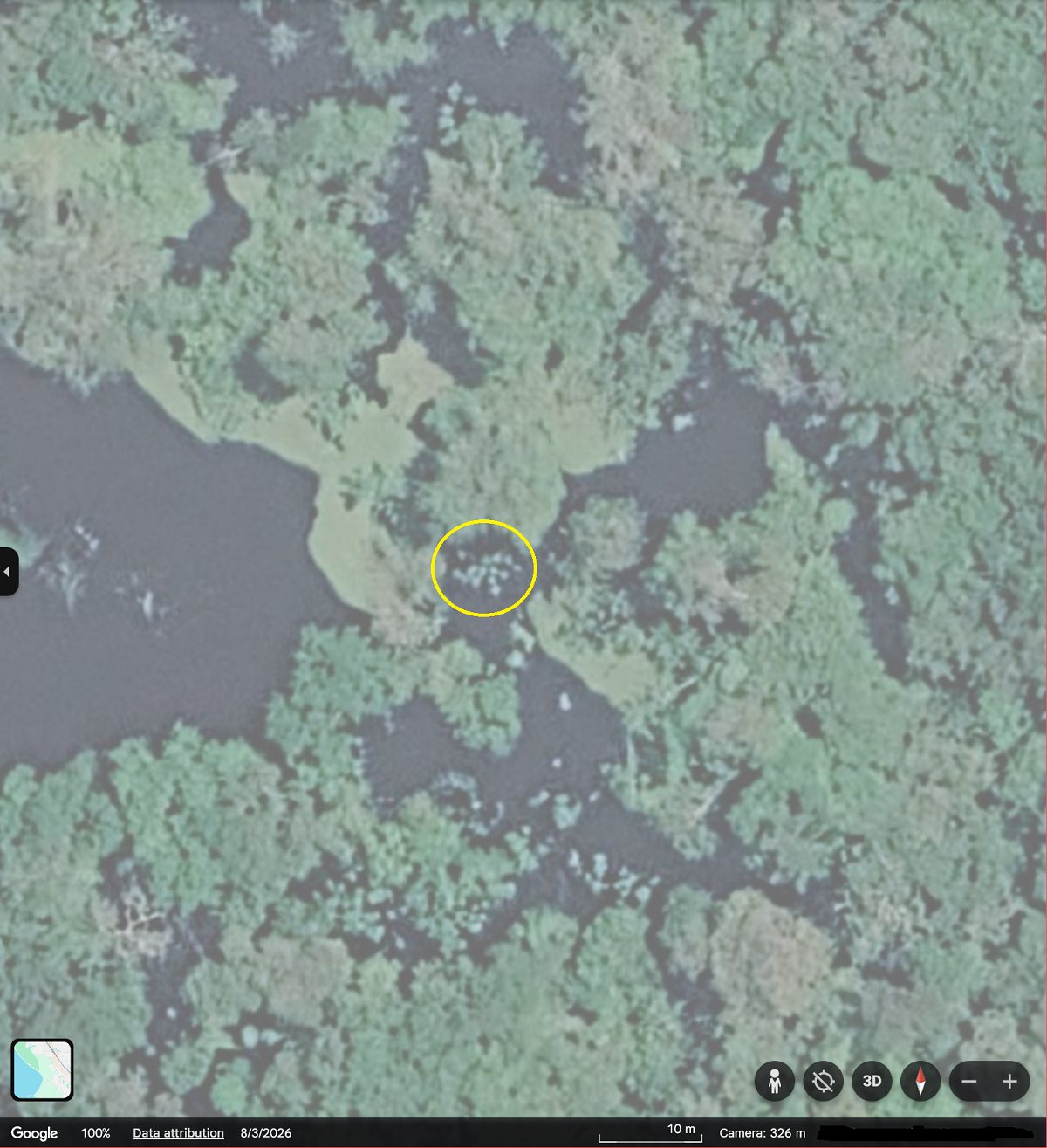 Google Earth satellite screenshot of a flooded forest region in Colombia showing dark waterways and dense green vegetation, with a yellow circle highlighting a small cluster of pale circular features consistent with floating waterlily pads.