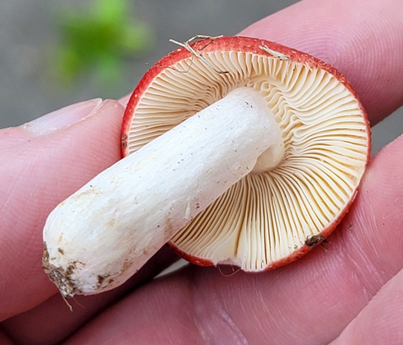 Underside of a red-capped mushroom held in a hand, showing numerous cream-colored gills radiating outward beneath the cap.