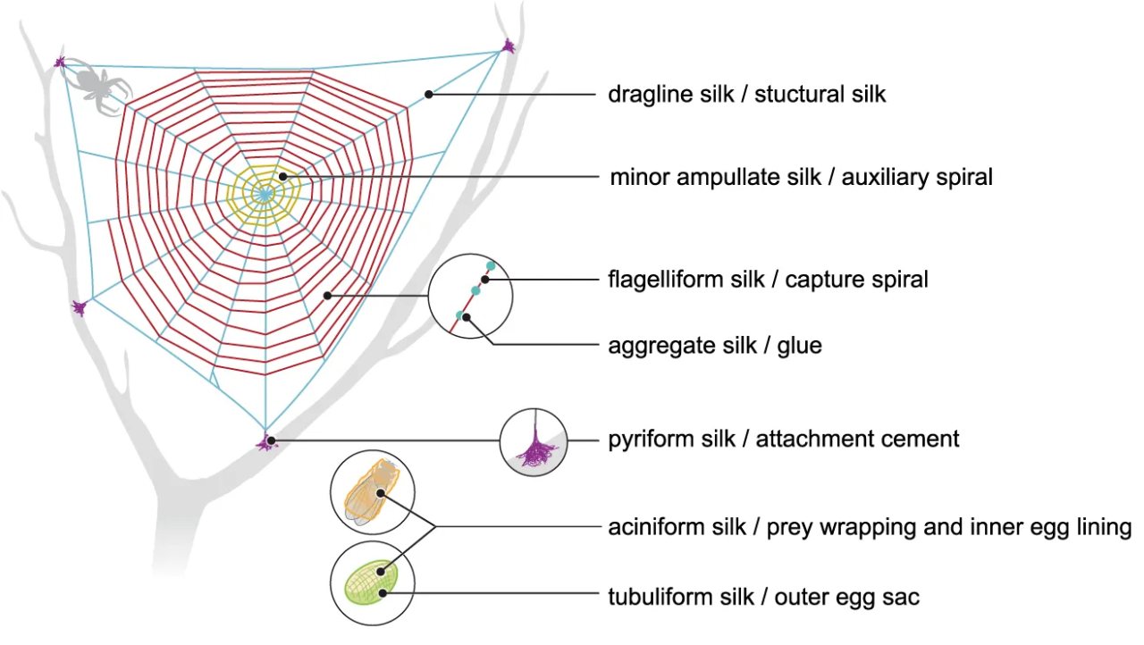 Schematic of an orb web showing different spider silk types and where they are used. Structural dragline silk forms the web framework, minor ampullate silk forms an auxiliary spiral, flagelliform silk forms the capture spiral, aggregate silk provides adhesive glue, pyriform silk forms attachment cement, aciniform silk is used for prey wrapping and egg-case lining, and tubuliform silk forms the outer egg sac.