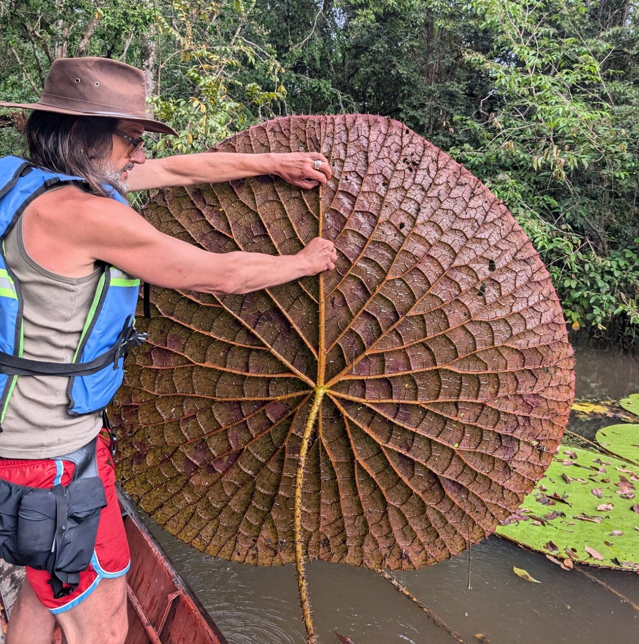 Carlos Magdalena holds up the enormous reddish-brown underside of a Victoria colombiana waterlily leaf while standing in a boat in Colombia. The leaf displays a prominent network of radiating support ribs covered with sharp prickles, with additional prickles visible along its long central stalk.